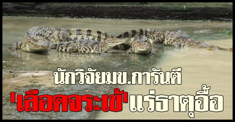 crocodile_more_mineral